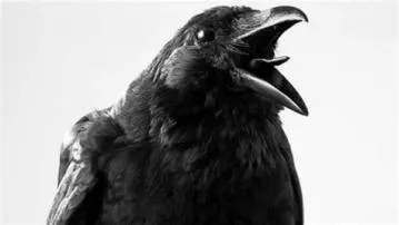 What is crow afraid of?