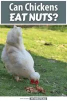 Can chicken eat nuts?
