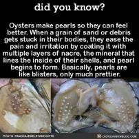 Do pearls hurt oysters?