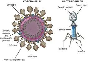What is the t-virus made of?