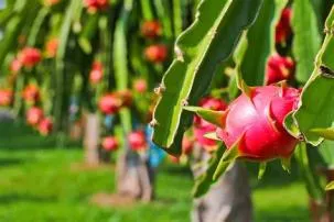 What is the sister of dragon fruit?
