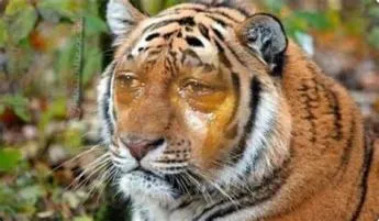 Is there tigers in far cry 6?