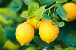 Is lemon a real last name?