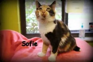 Why cant i adopt sofie?