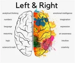 Is language in the left or right brain?
