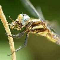 What eats a dragon fly?