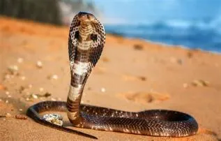 How tall is venom snake?