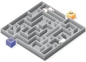 How the maze is learned?