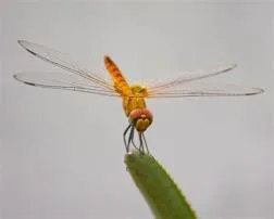 Can a dragon fly smell?