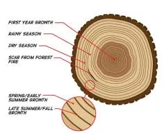 Why do trees have rings?