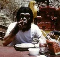 Can apes eat meat?