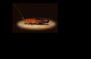 Are cockroaches afraid of light?