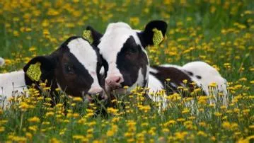 Do cows have best friends?
