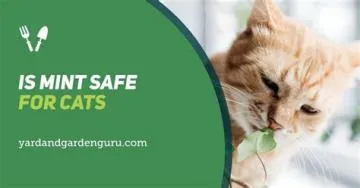 Is mint safe for cats?