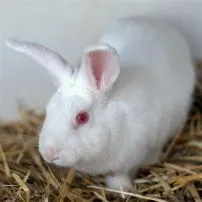 Are all rabbits female?