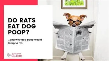 Do rats eat dog poop?