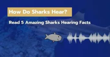 Can a shark hear you?