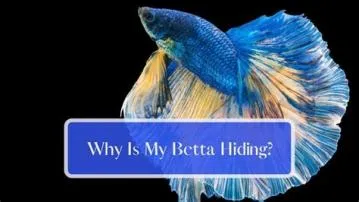 Why is beta hiding his face?