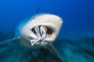 Is shark ok to eat?