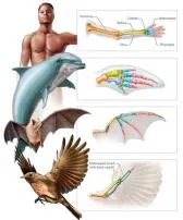 What does wings evolve?