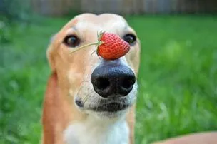 Can dogs eat strawberry?
