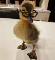 How smart is a duck?