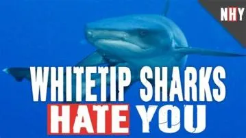 What do all sharks hate?