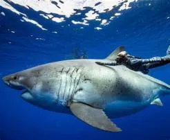 Is deep blue still the biggest shark?