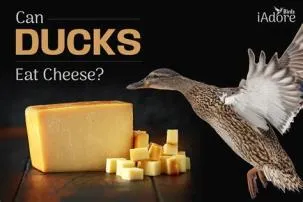 Can ducks eat cheese?