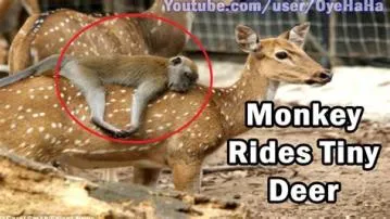 Why do monkeys ride deer?
