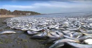 What kills the most fish in the ocean?