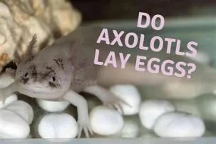 Do axolotls lay eggs?