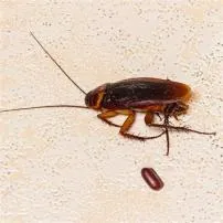 Do cockroaches lay eggs?