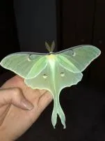Can you touch luna moth?