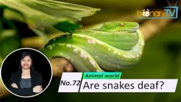 Are all snakes deaf?