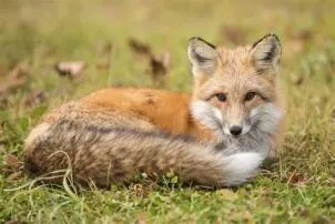 What is the rarest red fox?