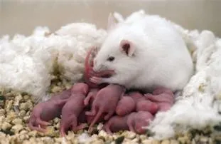 Can a mouse have 2 babies?
