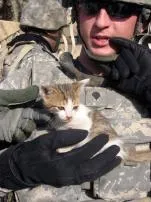 Why do soldiers love cats?