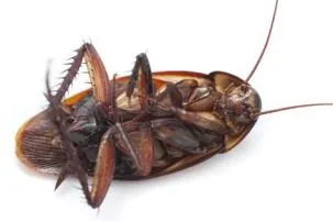Is it bad to see a dead roach?