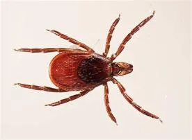 How long is a tick?