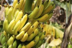 Are bananas brain food?