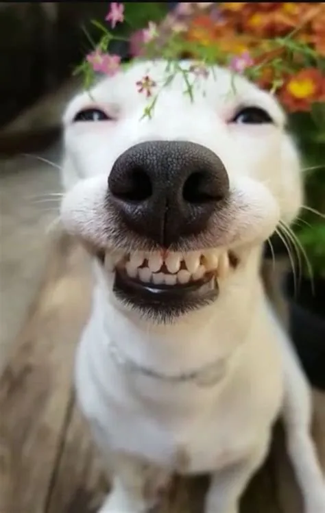 Do dogs laugh smile