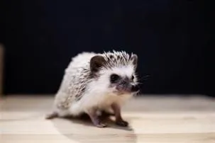 Who is the smartest hedgehog?