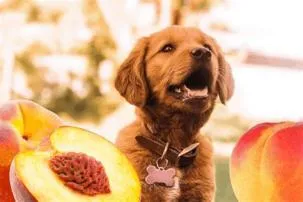 Can dogs eat peach?
