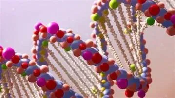 Who has the longest dna?