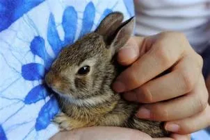 Is it okay to touch a baby bunny?