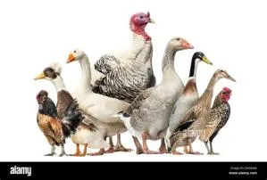 Is goose like turkey or duck?