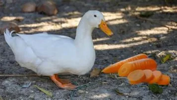 Can ducks eat carrots?