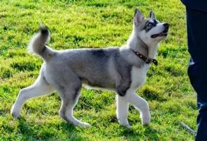 What is a mini husky called?