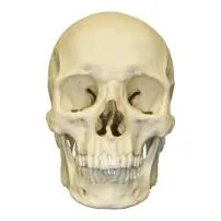 Is red skulls face real?